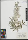 Foto von Salix viminalis L.